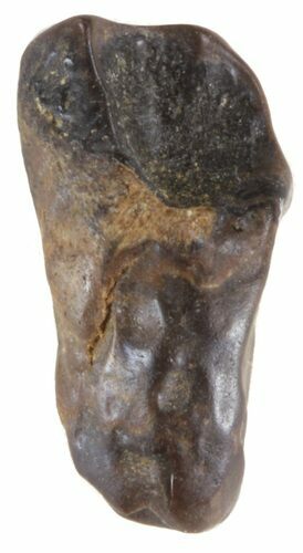 Triceratops Shed Tooth - Montana #41243